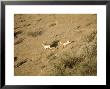 Sonoran Pronghorn, Mexico by Patricio Robles Gil Limited Edition Print