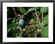 Black-Capped Tanager, With Chicks, Colombia by Patricio Robles Gil Limited Edition Print