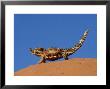 Thorny Devil, Standing, Australia by Patricio Robles Gil Limited Edition Print