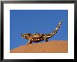 Thorny Devil, Standing, Australia by Patricio Robles Gil Limited Edition Print