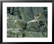 Spanish Ibex, Standing, Spain by Patricio Robles Gil Limited Edition Print