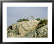 Spanish Ibex, Males Fighting, Spain by Patricio Robles Gil Limited Edition Print