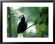Palawan Hornbill, Endemic, Philippines by Patricio Robles Gil Limited Edition Print