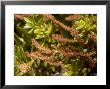 Phyllocladus Aspleniifolius Var, With Male Catkins, New Zealand by Bob Gibbons Limited Edition Print