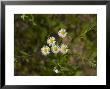 A North American Michaelmas Daisy, Naturalised In Europe by Bob Gibbons Limited Edition Print