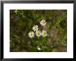 A North American Michaelmas Daisy, Naturalised In Europe by Bob Gibbons Limited Edition Pricing Art Print