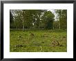 Wolves Wood, Ancient Mixed Broadleaved Woodland, Recently-Coppiced Area by Bob Gibbons Limited Edition Print