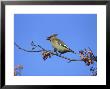 Waxwing, Bombycilla Garrulus Feeding On Berry S. Yorks by Mark Hamblin Limited Edition Print