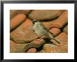 House Sparrow, Passer Domesticus Male Perched On Tiled Roof by Mark Hamblin Limited Edition Print