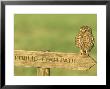 Little Owl, Athene Noctua Perched On Public Footpath Sign, Uk by Mark Hamblin Limited Edition Print
