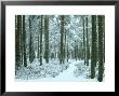 Scots Pines, Pinus Sylvestris Woodland In Winter Strathspey, Scotland by Mark Hamblin Limited Edition Print