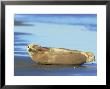 Grey Seal, Halichoerus Grypus Pup Covering Eye, Scratching, Uk by Mark Hamblin Limited Edition Print