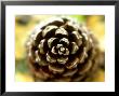 Pine Cone, Close-Up Detail France by Mark Hamblin Limited Edition Print