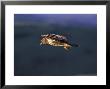 Buzzard In Flight Against Hillside, Wales by Mark Hamblin Limited Edition Pricing Art Print