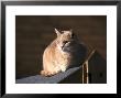 Domestic Cat Sat In Sun On Shed Roof, Uk by Mark Hamblin Limited Edition Print