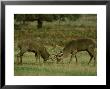 Red Deer by Mark Hamblin Limited Edition Print