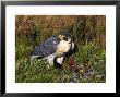 Peregrine by Mark Hamblin Limited Edition Print