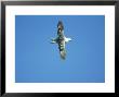 Fulmar In Flight Against Blue Sky, Uk by Mark Hamblin Limited Edition Pricing Art Print