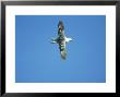 Fulmar In Flight Against Blue Sky, Uk by Mark Hamblin Limited Edition Pricing Art Print
