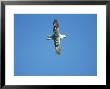 Fulmar In Flight Against Blue Sky, Uk by Mark Hamblin Limited Edition Print