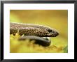 Slow Worm, Adult Female, Scotland by Mark Hamblin Limited Edition Print