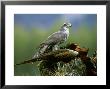 Goshawk, Feeding On Pheasant, Scotland by Mark Hamblin Limited Edition Print