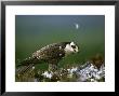Peregrine Falcon, Adult Plucking Prey, Scotland by Mark Hamblin Limited Edition Print