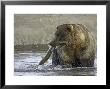 Grizzly Bear, Adult Male With Salmon, Alaska by Mark Hamblin Limited Edition Pricing Art Print