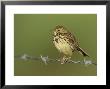 Meadow Pipit, Adult Perched On Barbed Wire Fence, Scotland, Uk by Mark Hamblin Limited Edition Print
