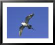Long-Tailed Skua, Adult In Flight, Sweden by Mark Hamblin Limited Edition Print