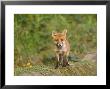 Red Fox, Cub, Uk by Mark Hamblin Limited Edition Pricing Art Print