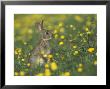 Rabbit In Field Of Buttercups, Uk by Mark Hamblin Limited Edition Pricing Art Print