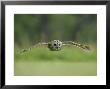 Tawny Owl, Adult In Flight, Scotland by Mark Hamblin Limited Edition Pricing Art Print