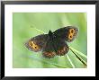 Scotch Argus, Resting On Grass, Scotland by Mark Hamblin Limited Edition Print