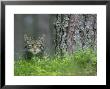 Scottish Wildcat, Adult Male, Scotland by Mark Hamblin Limited Edition Print