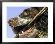 Springer Spaniel, Scotland by Mark Hamblin Limited Edition Pricing Art Print