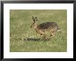 Brown Hare, Adult Running, Scotland by Mark Hamblin Limited Edition Print