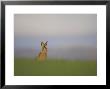 Brown Hare, Adult Sitting, Scotland by Mark Hamblin Limited Edition Pricing Art Print