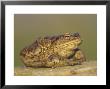 Common Toad, Adult, Scotland by Mark Hamblin Limited Edition Pricing Art Print