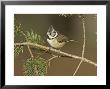 Crested Tit, Adult Perching, Scotland by Mark Hamblin Limited Edition Print
