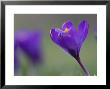 Crocus, Flower, Scotland by Mark Hamblin Limited Edition Print