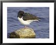 Oystercatcher, Adult Resting, Scotland by Mark Hamblin Limited Edition Pricing Art Print
