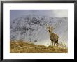 Red Deer, Stag, Scotland by Mark Hamblin Limited Edition Print