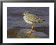 Redshank, Adult Standing, Scotland by Mark Hamblin Limited Edition Pricing Art Print