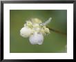 Snowberry, Close Up Of Berries, Scotland by Mark Hamblin Limited Edition Print