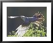 Cuckoo, Adult Male Taking-Off From Larch Branch, Scotland by Mark Hamblin Limited Edition Print
