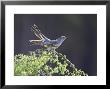 Cuckoo, Adult Male Perched On Larch In Spring, Scotland by Mark Hamblin Limited Edition Print