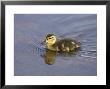 Mallard, Chick, Scotland by Mark Hamblin Limited Edition Pricing Art Print