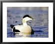Eider, Portrait Of Adult Male On Water, Norway by Mark Hamblin Limited Edition Print
