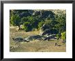 Elephants And Ostriches In Motloutse River Bed, Botswana by Roger De La Harpe Limited Edition Print
